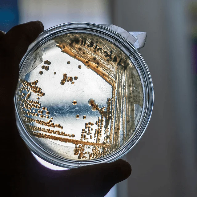 Bacteria-First